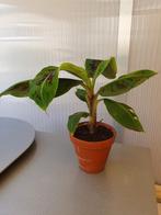 Bananenplant, Ophalen, Overige soorten, Minder dan 100 cm