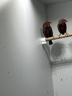 [GEZOCHT] 3-0 Emblema Picta, Mannelijk, Tropenvogel, Geringd