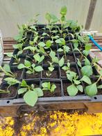 Dhalia, Ophalen, Zomer, Overige soorten, Volle zon
