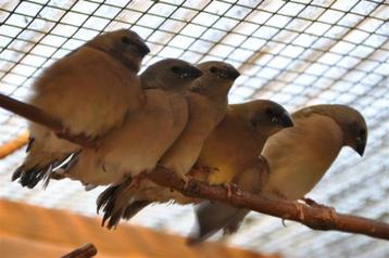 jonge gouldamadine Te koop beschikbaar voor biedingen