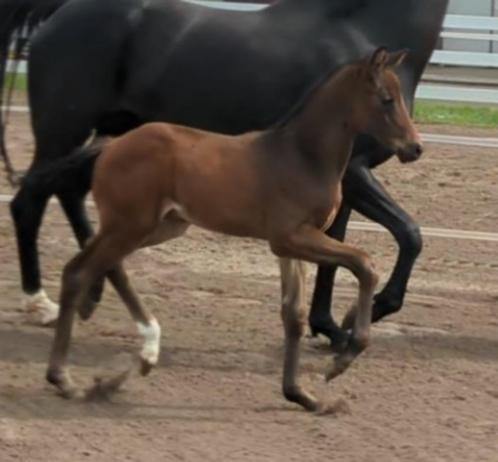 Blue hors zachery x Totilas hengstveulen, Dieren en Toebehoren, Paarden, Hengst, Niet van toepassing, Minder dan 160 cm, 0 tot 2 jaar
