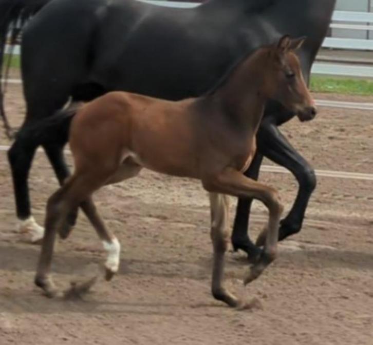 Blue hors zachery x Totilas hengstveulen, Dieren en Toebehoren, Paarden, Hengst, Niet van toepassing, 0 tot 2 jaar, Dressuurpaard