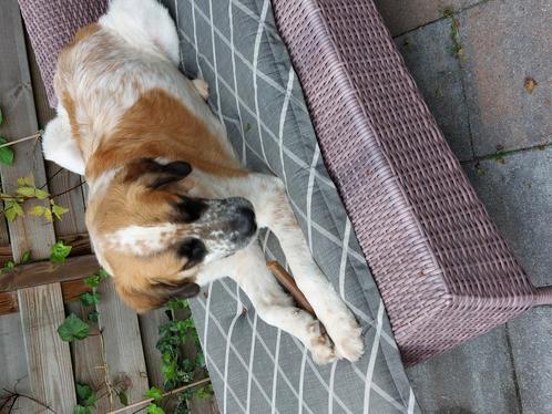 Aangeboden hondenoppas, Dieren en Toebehoren, Dierenvoeding, Hond, Ophalen of Verzenden