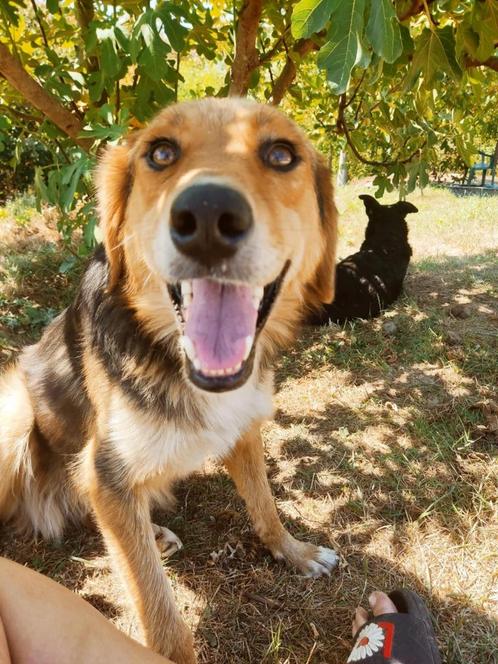 Lieve Niki wil zo graag een baasje, Dieren en Toebehoren, Honden | Niet-rashonden, Middel, Teef, Particulier, Eén hond, Buitenland