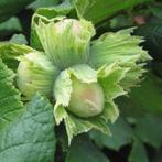 fruitbomen nutsbomen en heesters voedselbos bessen framboos, Tuin en Terras, Planten | Fruitbomen, Ophalen of Verzenden