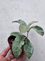Hoya Nova Ghost, Overige soorten, In pot, Minder dan 100 cm, Groene kamerplant