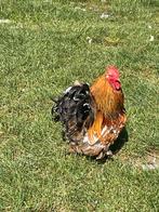 Gratis hanen, Dieren en Toebehoren, Pluimvee, Mannelijk, Kip