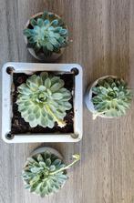 Leuke set van 4 succulenten in potten, Tuin en Terras, Bloempotten, Ophalen, Kunststof, Vierkant, Zo goed als nieuw