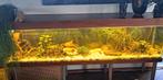 Compleet aquarium. 700 liter 240x50x60, Dieren en Toebehoren, Vissen | Aquaria en Toebehoren, Ophalen, Nieuw, Gevuld zoetwateraquarium