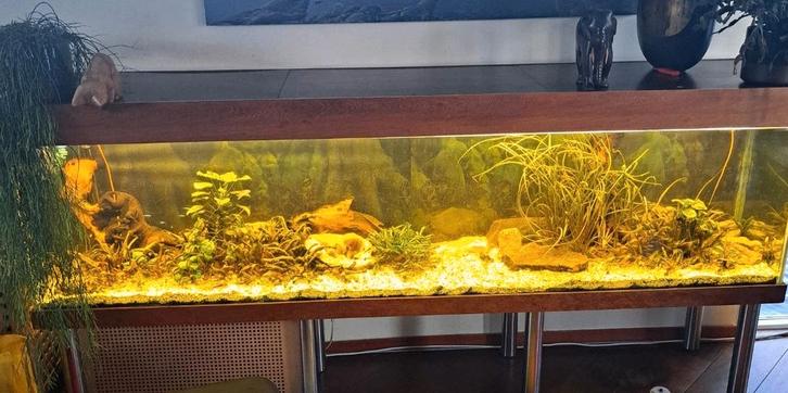 Compleet aquarium. 700 liter 240x50x60, Dieren en Toebehoren, Vissen | Aquaria en Toebehoren, Nieuw, Gevuld zoetwateraquarium