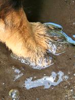 Honden opvang vakantie en per dag