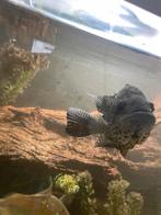 Roofvis, Dieren en Toebehoren, Vissen | Aquariumvissen, Vis