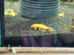 Ancistrus albino korte vin, Dieren en Toebehoren, Vissen | Aquariumvissen, Vis