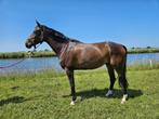 Springpaard die ook lekker kan dressuren., Dieren en Toebehoren, Paarden, Merrie, L, 165 tot 170 cm, Springpaard