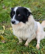 Pepe zoekt baasje, Dieren en Toebehoren, Honden | Niet-rashonden, Particulier, Reu, Buitenland, Parvo