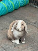 Nederlandse hangoordwerg, Meerdere dieren, Middelgroot