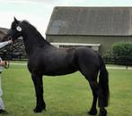 Te koop – Kwaliteitsvolle Friese Paarden, Dieren en Toebehoren, Paarden, Merrie, Gechipt, Dressuurpaard, Zadelmak