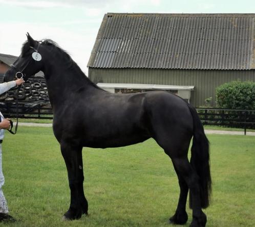 Te koop – Kwaliteitsvolle Friese Paarden, Dieren en Toebehoren, Paarden, Merrie, Zadelmak, 165 tot 170 cm, 3 tot 6 jaar, Dressuurpaard