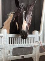 Te lease, Dieren en Toebehoren, Merrie, Minder dan 160 cm, 3 tot 6 jaar, Recreatiepaard