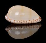 Schelpen: Cypraea comptonii mayi 25,9mm (F++), Ophalen of Verzenden, Mineraal
