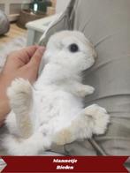 7 mini-lop/lion head Ras konijntjes. 24 juli in VERKOOP!!!, Dieren en Toebehoren, Konijnen, Meerdere dieren, Dwerg, Hangoor, 0 tot 2 jaar
