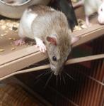 🐀 Rittens Ratjes , gezond & Tam❤️ 2 nestjes, Rat, Juni, Meerdere dieren, Tam