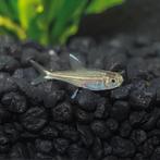 hemigrammus rodwayi gouden tetra m €1,95, Dieren en Toebehoren, Vis, Zoetwatervis