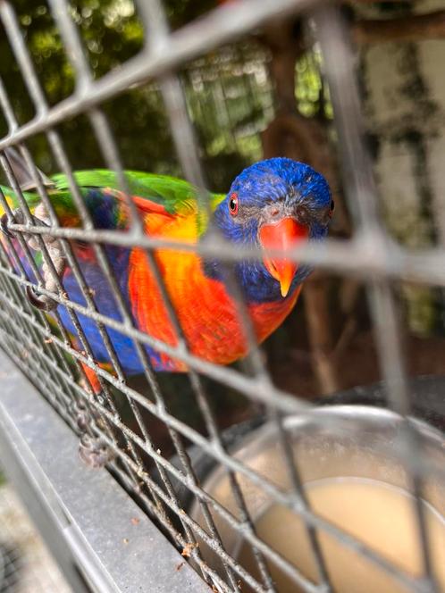 Lori’s van de Blauwe Bergen(koppel), Dieren en Toebehoren, Vogels | Parkieten en Papegaaien, Papegaai, Meerdere dieren