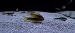 Pantsermeerval Peru Gold Stripe - Corydoras aneus, Dieren en Toebehoren, Vissen | Aquariumvissen, Zoetwatervis, Schoolvis, Vis