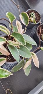 Hoya krimson queen, Ophalen of Verzenden, Overige soorten, Minder dan 100 cm