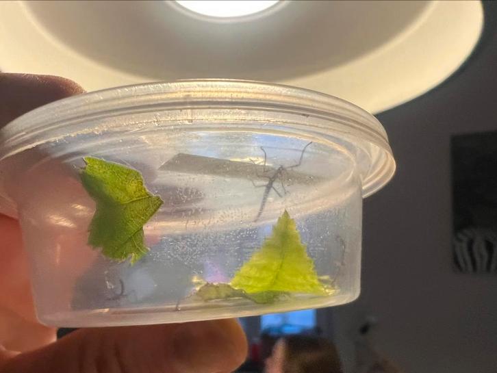 Leuke huisdiertjes: gratis wandelende takken, Dieren en Toebehoren, Insecten en Spinnen, Wandelende tak