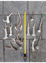 Ree bok gewei stangen 6-enders abnormaal knutsel decoratie., Ophalen of Verzenden, Zo goed als nieuw, Hert, Gewei of Kop