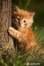 Gezocht kitten/katerje rood om een gouden mandje te geven, Dieren en Toebehoren, Kater, 0 tot 2 jaar