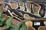 Python regius, Dieren en Toebehoren, Slang, Tam