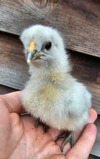 Kuikens te koop, Dieren en Toebehoren, Pluimvee, Geslacht onbekend, Kip