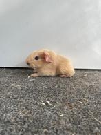 Leuk koppeltje cavias, Cavia, Juni, Meerdere dieren, Tam