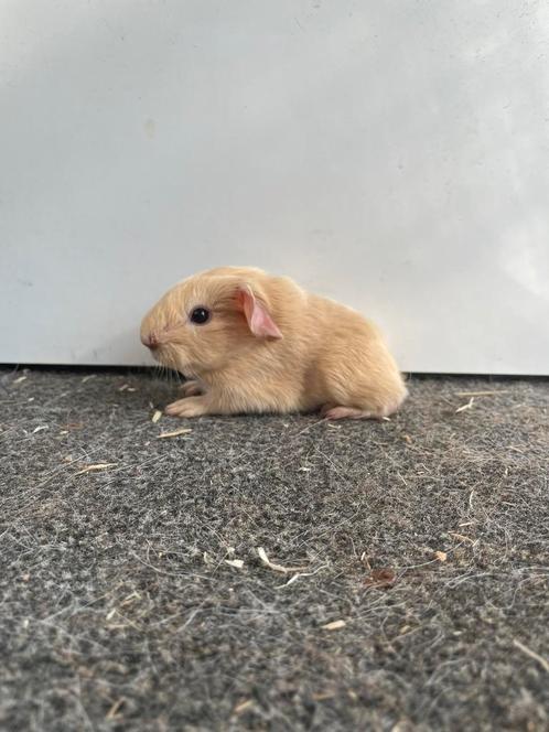 Leuk koppeltje cavias, Dieren en Toebehoren, Knaagdieren, Meerdere dieren, Cavia, Juni, Tam