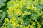 Alchemilla mollis (vrouwenmantel) geel vaste plant, Vaste plant, Halfschaduw, Zomer, Ophalen