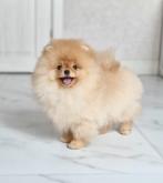 Pomeriaan pups met stamboom, Particulier, Keeshond, Rabiës (hondsdolheid), 15 weken tot 1 jaar