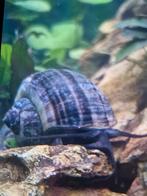 Jonge paarse appelslakken, Dieren en Toebehoren, Vissen | Aquariumvissen, Slak of Weekdier, Zoetwatervis