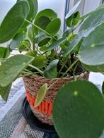 Pannenkoekenplant met pot, Ophalen, Overige soorten, Volle zon