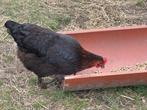 Te koop zwarte marants kippen met koperhals, Vrouwelijk, Kip
