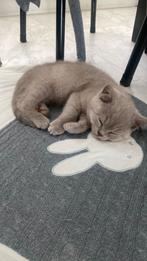 Super lief karakter Lilac britsekorthaar kitten