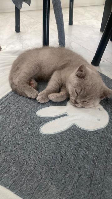 Super lief karakter Lilac britsekorthaar kitten beschikbaar voor biedingen