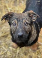 6 maanden oude Reu ter adoptie of opvang, Dieren en Toebehoren, Honden | Niet-rashonden, Particulier, Rabiës (hondsdolheid), Klein