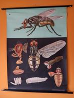 Jung-Koch quentell schoolposter de vlieg, Ophalen of Verzenden, Natuur en Biologie