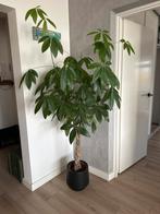 Pachira Aquatica (Geldboom) in pot, Ophalen, Overige soorten, Halfschaduw, In pot