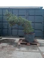pinus parviflora schoon's bonsai, Tuin en Terras, Volle zon, Vaste plant, Bloeit niet, Ophalen
