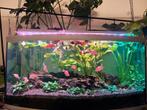 Gezocht: aquarium, Dieren en Toebehoren, Vissen | Aquariumvissen, Vis