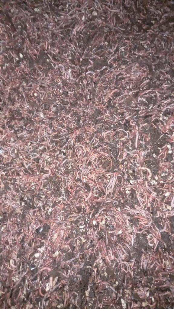 Bijbaantje wormenkwekerij, Vacatures, Profielen | Scholier zoekt bijbaan